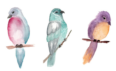 Watercolor set of three different colorful birds. Beautiful tender multicolored birds are isolated on a white background. Natural spring set.