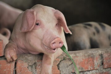 草を食べる豚