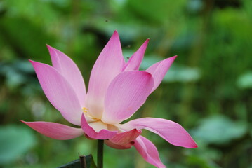 ベトナムのハスの花