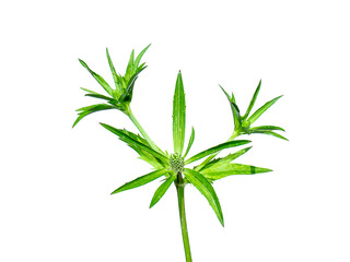 Close up of Culantro, Long coriander or Sawtooth coriander flower on white background