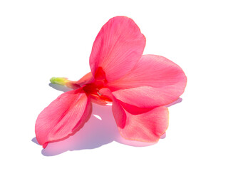Close up Pink flower of Canna Lily, India Short Plant, India Shoot, Bulsarana plant.