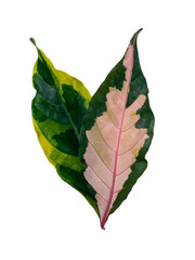 Fototapeta premium Close up leaf of Caricature plant tree.