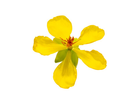 Close up Yellow flower of Micky mouse flower on white background.