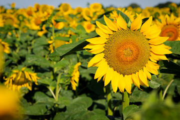 large yellow sunflower for background. Yellow sunflowers in sunlight. good harvest concept, bright sunny flower. farming, vegetable garden, field, growing seeds for oil. close-up