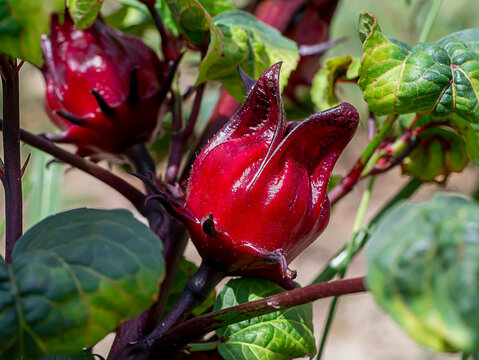 Close up Hibiscus sabdariffa or roselle fruit