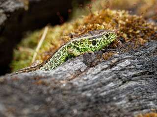 Zauneidechse, Lacerta agilis,
