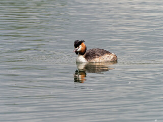 Haubentaucher, Podiceps cristatus