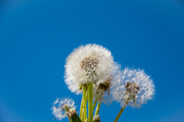 Dandelions on a blue background. Fluffy Mature dandelions with seeds close-up against a bright sky.