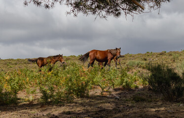 horses in the field