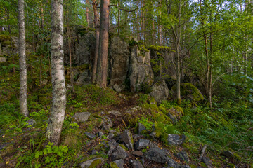 Karelian forest in Russia