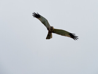 Rohrweihe, Circus aeruginosus