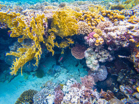 Underwater photography of tropical corals and fishes in Red Sea near Hurghada town in Egypt
