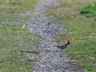 Wiedehopf, Upupa epops
