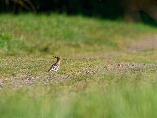 Wiedehopf, Upupa epops