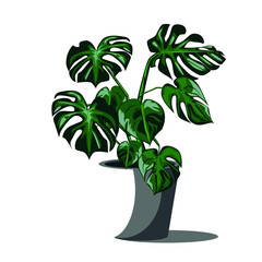 Vector image of Monstera deliciosa ornamental plant