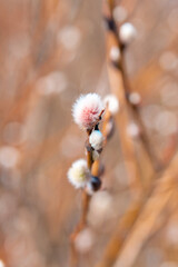 willow branch with catkins