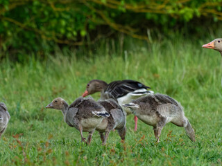 Graugans, Anser anser, mit K&uuml;cken