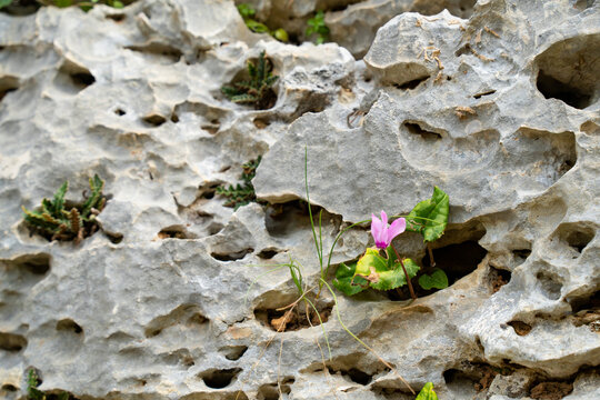 A Cyclamen Growing in a Rock