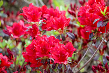 クルメツツジ火の国