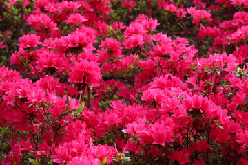 クルメツツジ若楓