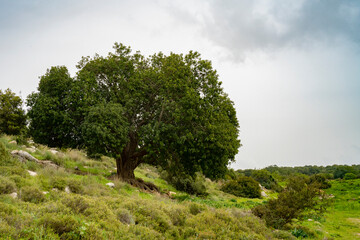 Fototapeta premium A Single Old Carob Tree in Israel