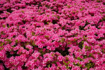 Naklejka premium 久留米ツツジ 麒麟