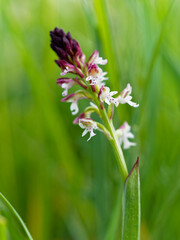 Brand-Knabenkraut, Orchis ustulata
