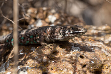 Atlantic lizard hiding in a bush
