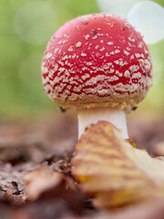 Fliegenpilz, Roter Fliegenpilz, Amanita muscaria