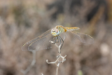 The red-veined darter or nomad is a dragonfly of the genus Sympetrum