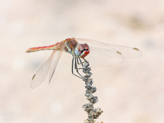 Female of red-veined darter on Lanzarote island