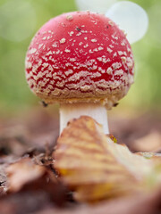 Fliegenpilz, Roter Fliegenpilz, Amanita muscaria