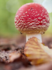 Fliegenpilz, Roter Fliegenpilz, Amanita muscaria
