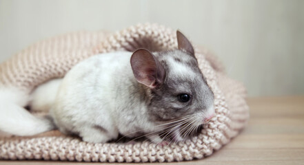 Our little pet chinchilla sits on a soft knitted blanket