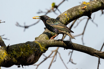 Common starling