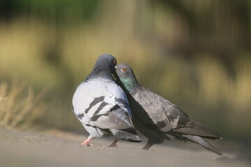 A couple of feral pigeons (Columba livia domestica), also called street pigeons, cuddle billing and cooing with each other on ground, czech republic