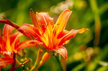 Fototapeta premium fiori