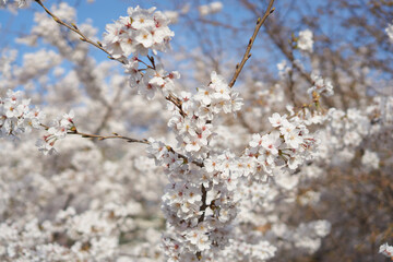 Cherry blossom flowers of spring