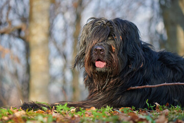 Portrait of bergamasco shepherd dog in the woods