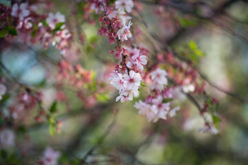 Closeup of pink flowers of cherry blossom in a public garden
