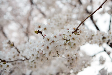 Cherry blossom flowers of spring