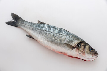 Sea bass with white background