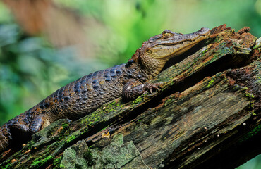 Obraz premium The spectacled caiman (Caiman crocodilus), also known as the white caiman,