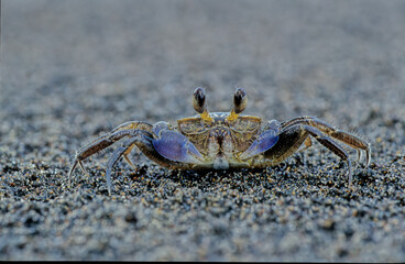 Atlantic ghost crab