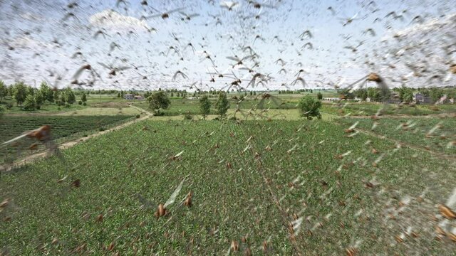 A large number of locusts flying over the green vegetable farmlands in rural China, locust plague, disaster of the last days