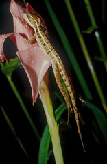 Fototapeta premium Common basilisk