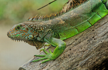 Green iguana