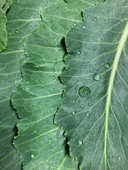 초록 식물 케일 줄기