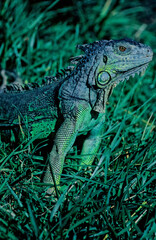 Green iguana