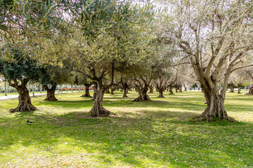 Manzanares linear park